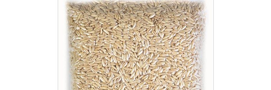 家鄉風味 有機燕麥 454g USDA認證