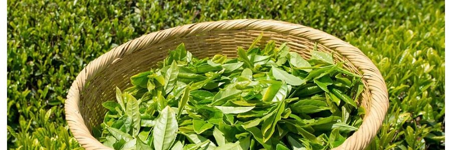 日本ITO EN伊藤園 日式抹茶粉 甜綠茶粉沖飲 500g