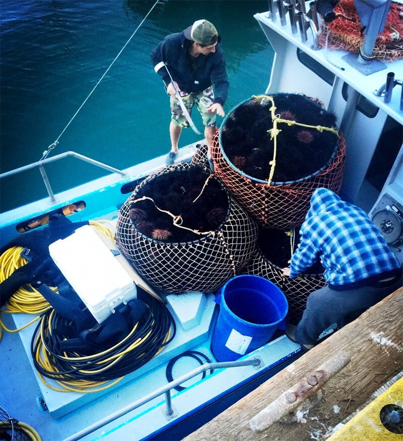 [本地服务] CATCH OF THE DAY 当天打捞新鲜珊瑚虾 只需$25(一磅)