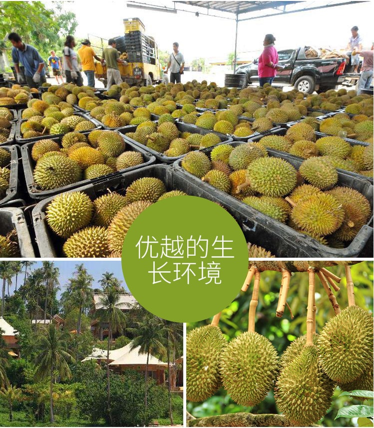 Vietnamese Durian Mooncake 500g